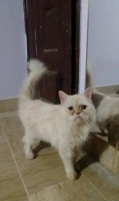 punch face Persian cat