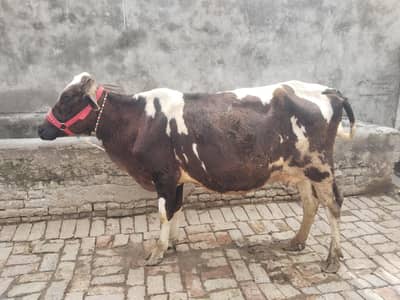 cow pure ferzion 03459752637