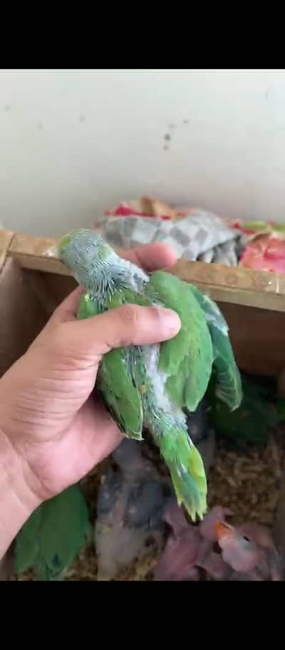 bolne wala tootay k bachay green parrot