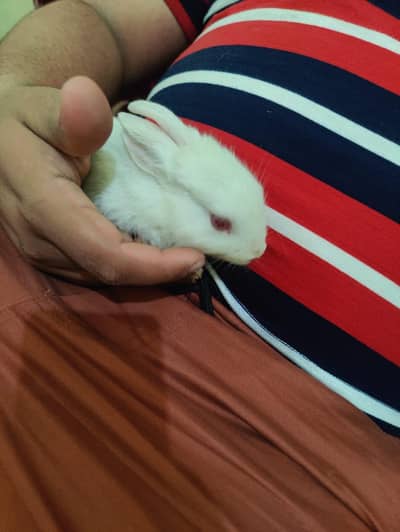 pair of rabbits male and female for sale