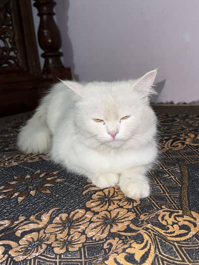 Persian 3 coat female