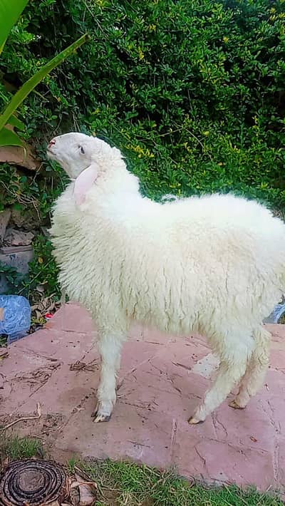 Dumba for Qurbani 2026