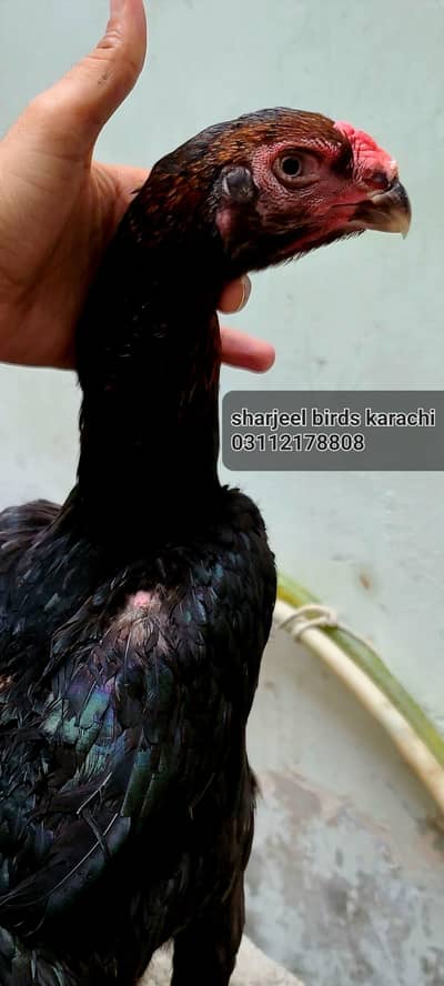 Black O shamo female parrot beak long hight. madi