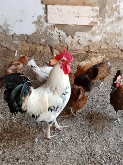 Desi Egg laying Hens and Rooster