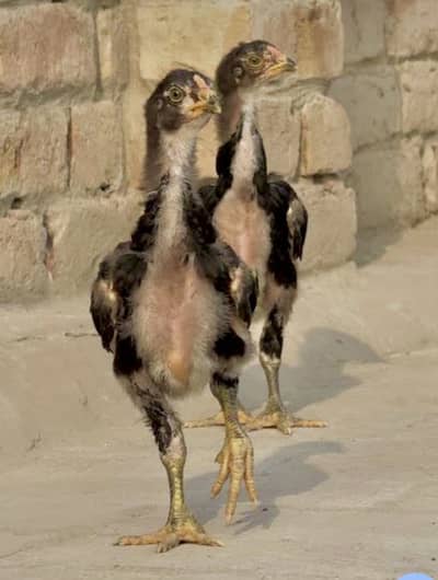 aseel sindhi chicks   10 pieces available