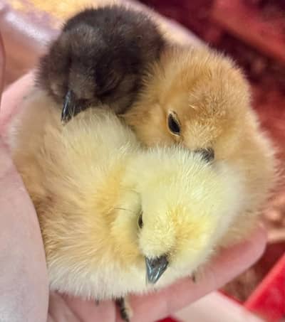 Top Quality Fancy Breeds