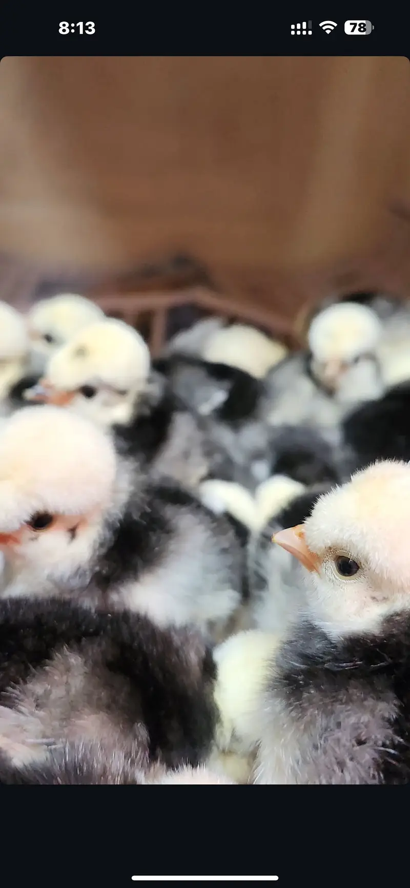 Top Quality Fancy Breeds