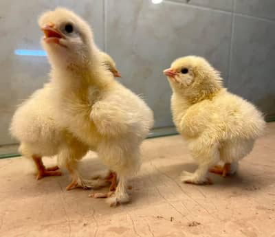 Top Quality Fancy Breeds