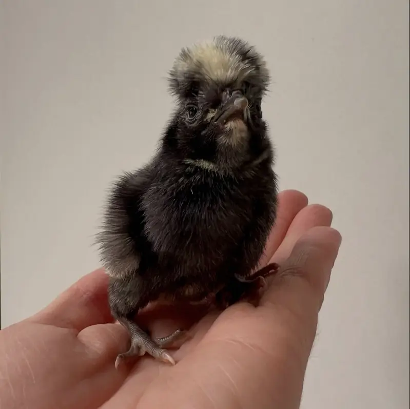 Top Quality Fancy Breeds — photo 5