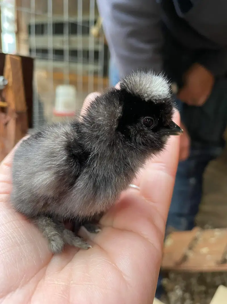 Top Quality Fancy Breeds — photo 7