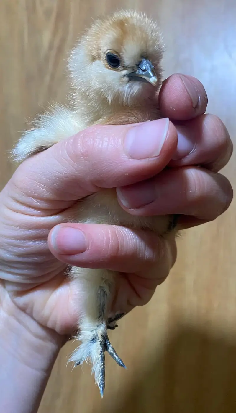 Top Quality Fancy Breeds — photo 11