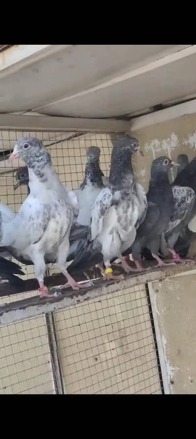 prwazi bachy home breeder for sale