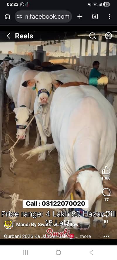 pure 100% natural buffalo and cow milk available in karachi