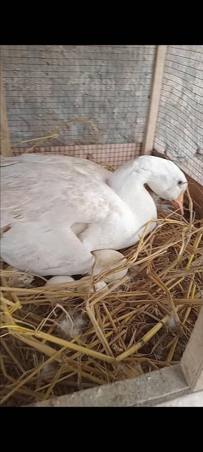 LongNeck Duck pair With Eggs