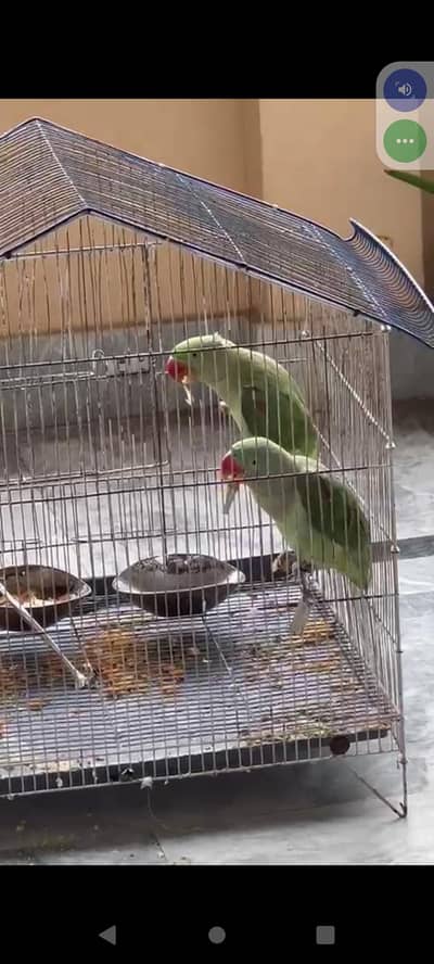 male female parrots