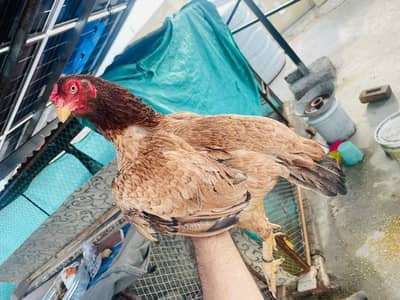 aseel pair for sale03145171727