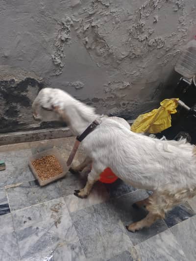 ma Sha Allah full active male