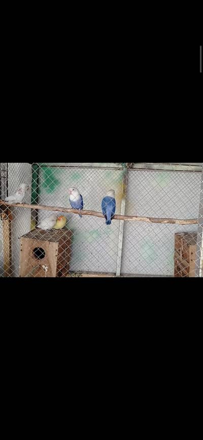 Blue opaline breeder pair