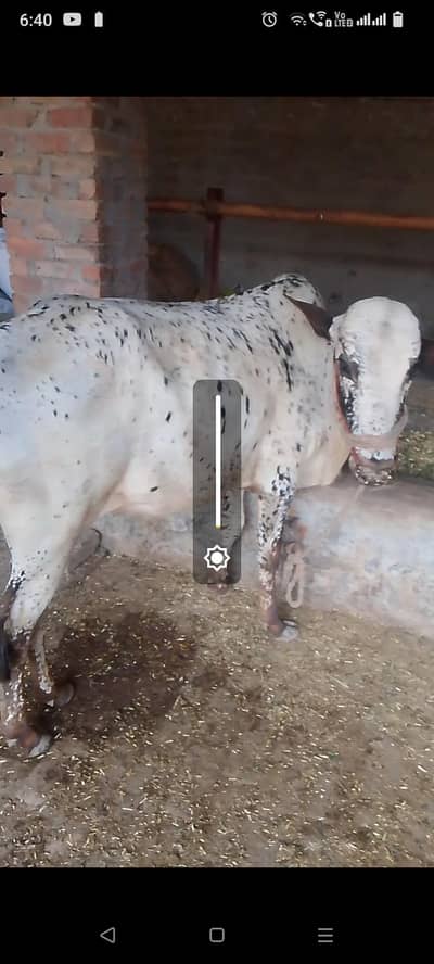 dani ka wcha pyor ha rary ka hali ha khera wacha ha