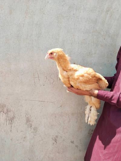 Golden buff pure breed 3 male for sale