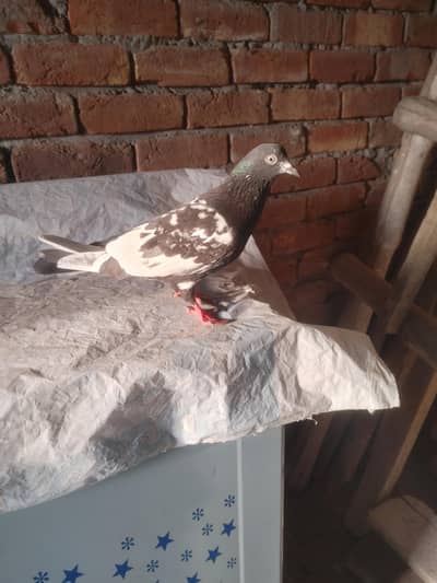 rampure pegon for sale urgent