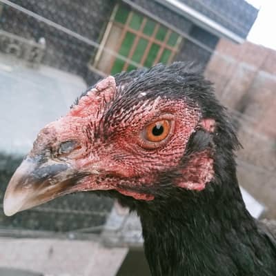 assel Thai pair for sale