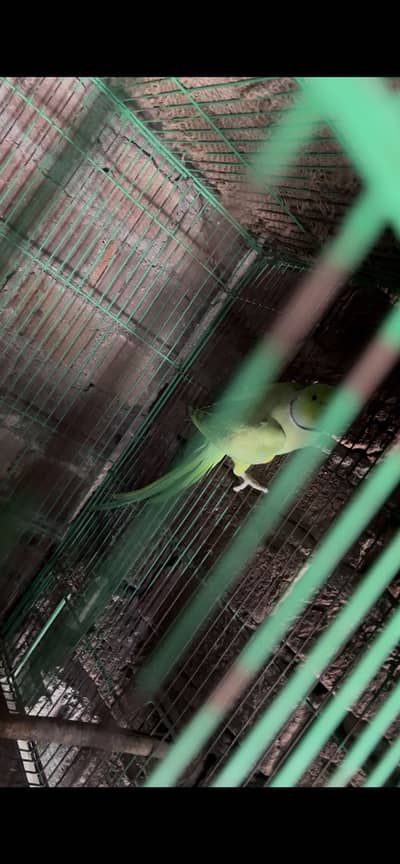 Rengnack baredar pair