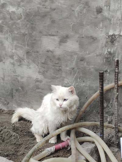 khubsurat Persian male