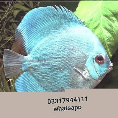 blue disscus fish