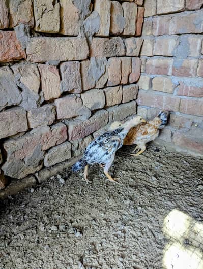 pure aseel miavali pair urgent sale