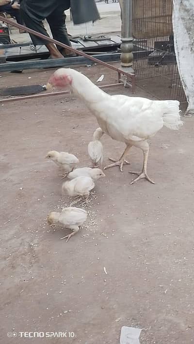 5 checks 1 female for sale location Abdul Hakeem district khanewal