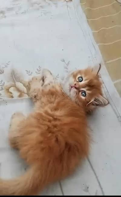 Bi colour | Perisan kitten | Triple coated | Punch face | Healthy|.