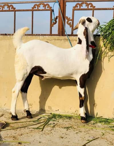 rajanpurna bakra for sale