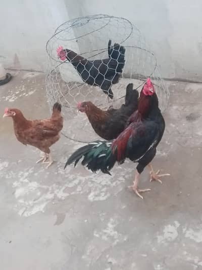 2 female golden mugen 1 male Desi murga 1 aseel