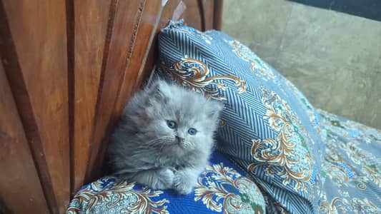 ǫᴜᴀʟɪᴛʏ ᴋɪᴛᴛᴇɴs