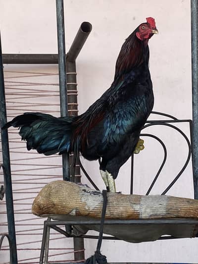 Pakoye male for sale full Garam hai