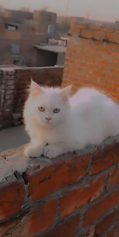 Persian cat 