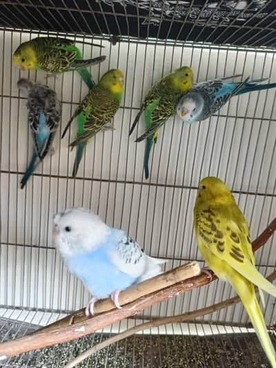 budgie parrot for sale