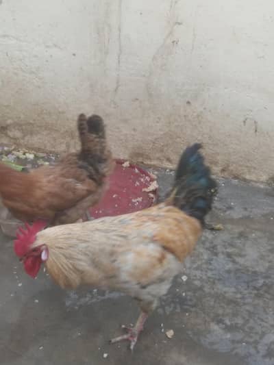 sell pair of cock and hen