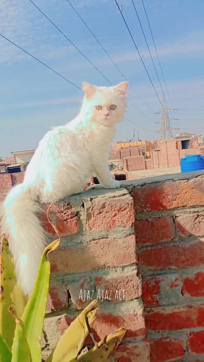 Persian cat double coat for sale
