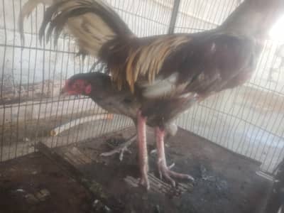 murga murgi sell not call only chat allow