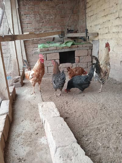 2 male 3 female for sale healthy and active egs de rahi hn