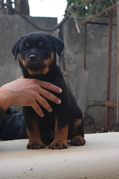 Show quality rottweiler female puppies available. Fix price