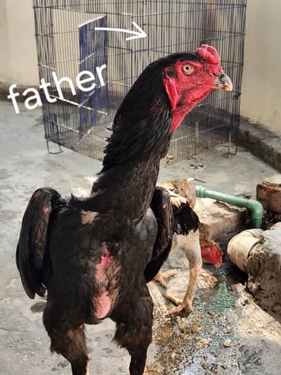 Japanese chick's only available