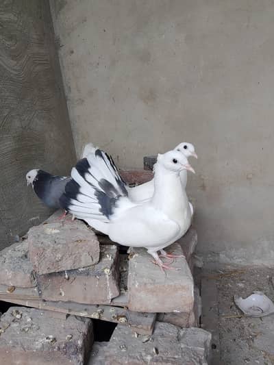 mumtazpml81@gmail. com