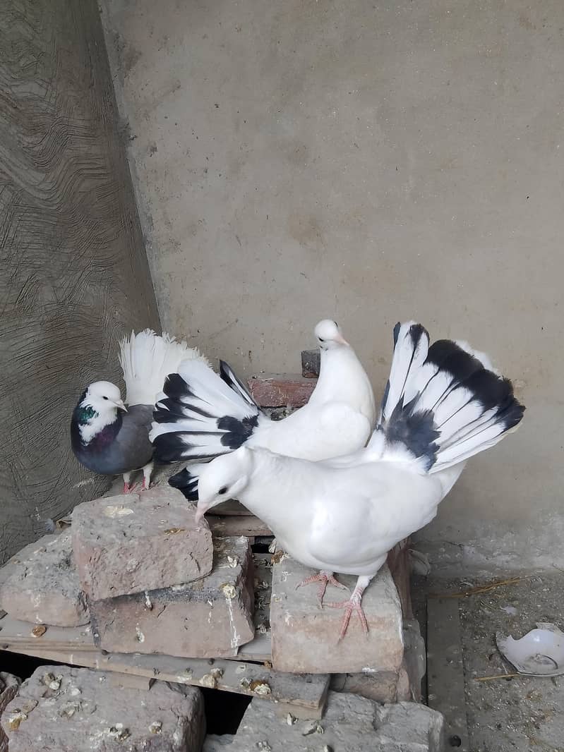 mumtazpml81@gmail. com 1