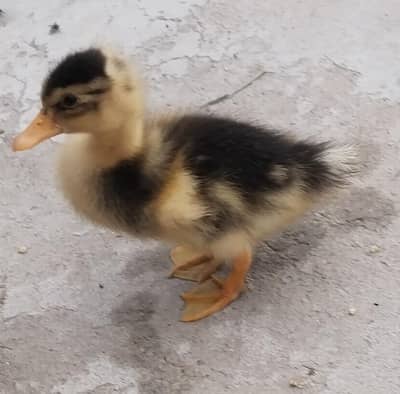muscavi /  khaki campbell / desi duck chikes for sale