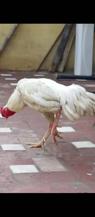 Pure Aseel Heera for urgent sale