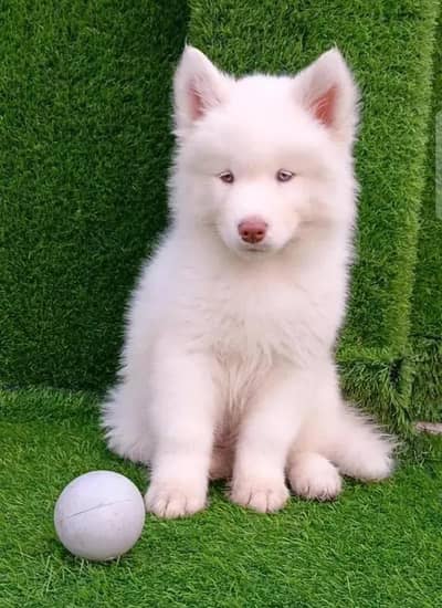 Siberian Husky dog whatsApp number 03468556940