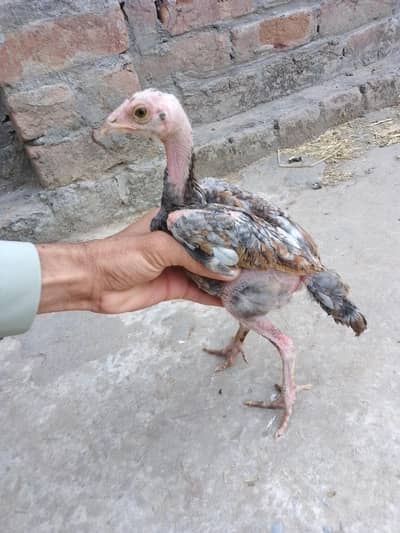 High Quality 3-Month-Old Aseel Mianwali Pair "Pure Mianwali